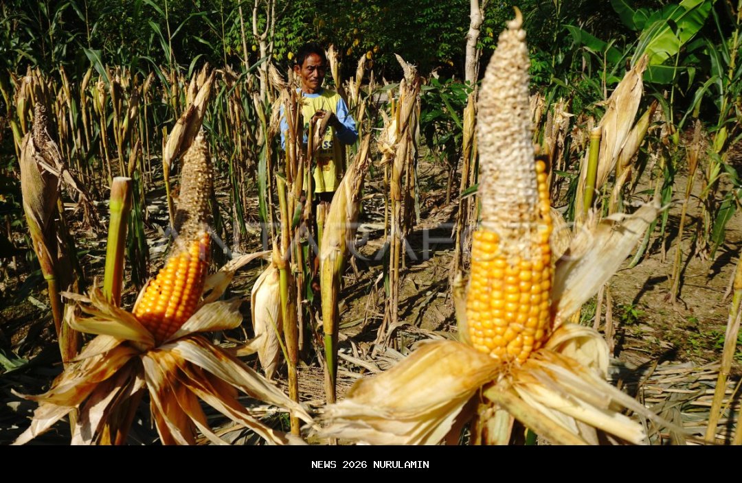 Polresta Tangerang Tanggapi Isu Ladang Jagung Gagal Panen di Tigaraksa