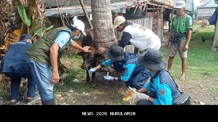 Ratusan peserta ikut POX II di Polman, uji ketangguhan 40 km melalui pegunungan
