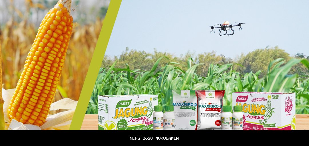 Petani Nagekeo Dikukuhkan dengan Budidaya Jagung Modern, PT SMJ Jamin Pasar dan Pendampingan Hingga Panen