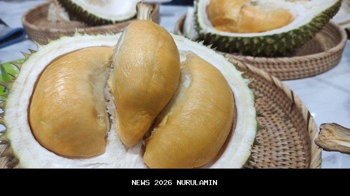 Harga pengepul durian montong, bawor dan musang king Januari 2026 di Jawa dan Sumatra