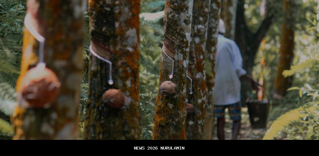 5 Wilayah Penghasil Karet Terbesar di Indonesia, Sumsel Puncak Daftar
