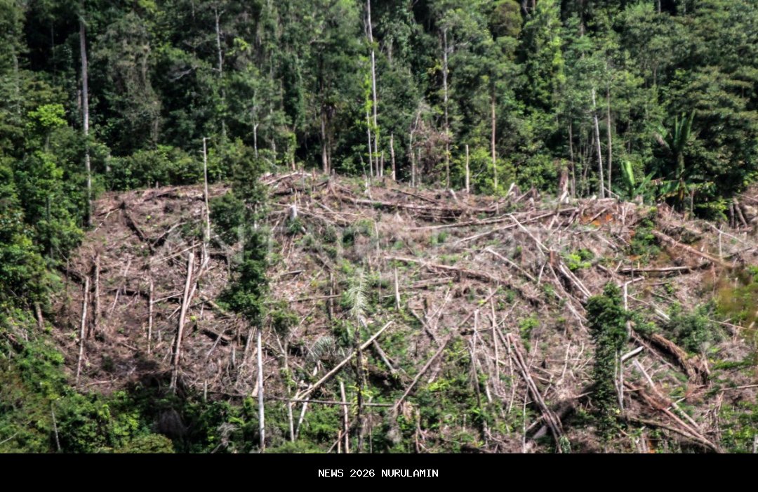 Raja Juli Dikritik Soal Izin Penebangan Hutan, Dian Sandi: Jangan Manfaatkan Bencana untuk Menyerang Lawan