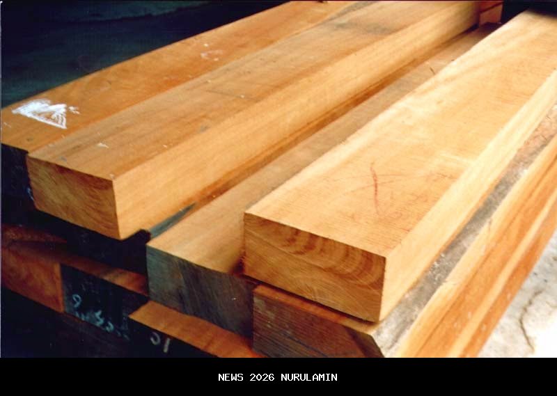 Kayu Terdampar di Lampung, PT Minas Pagai Lumber Kuasai Hutan Mentawai