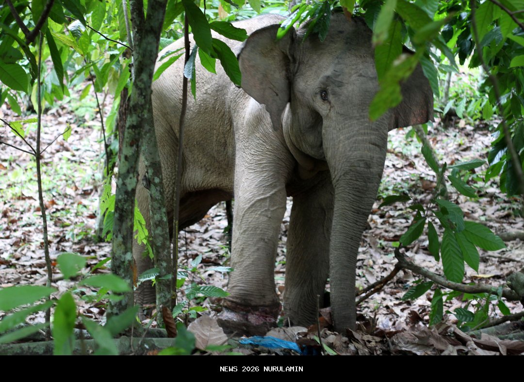 Seekor gajah mengamuk tewaskan 17 orang termasuk 4 sekeluarga