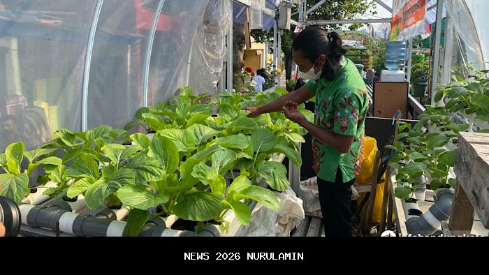 Revoltasi Pangan Kota: Inovasi "Buruan SAE" Bandung Meraih Dunia