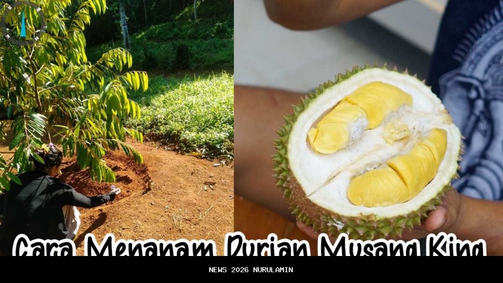 Bos Koi Hartono Soekwanto Tanam Durian Musang King di Ngamprah