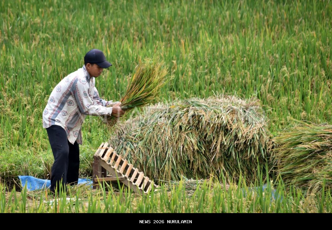 Serapan gabah kualitas apa saja diklaim untungkan petani hingga Rp 132 T