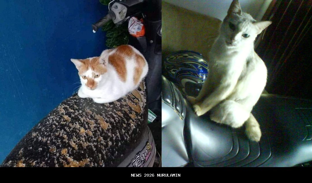 Mengapa Kucing Suka Menggaruk Jok Motor? Ini Penyebab dan Solusinya