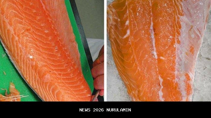 Cara memilih dan menyimpan tuna atau salmon di supermarket