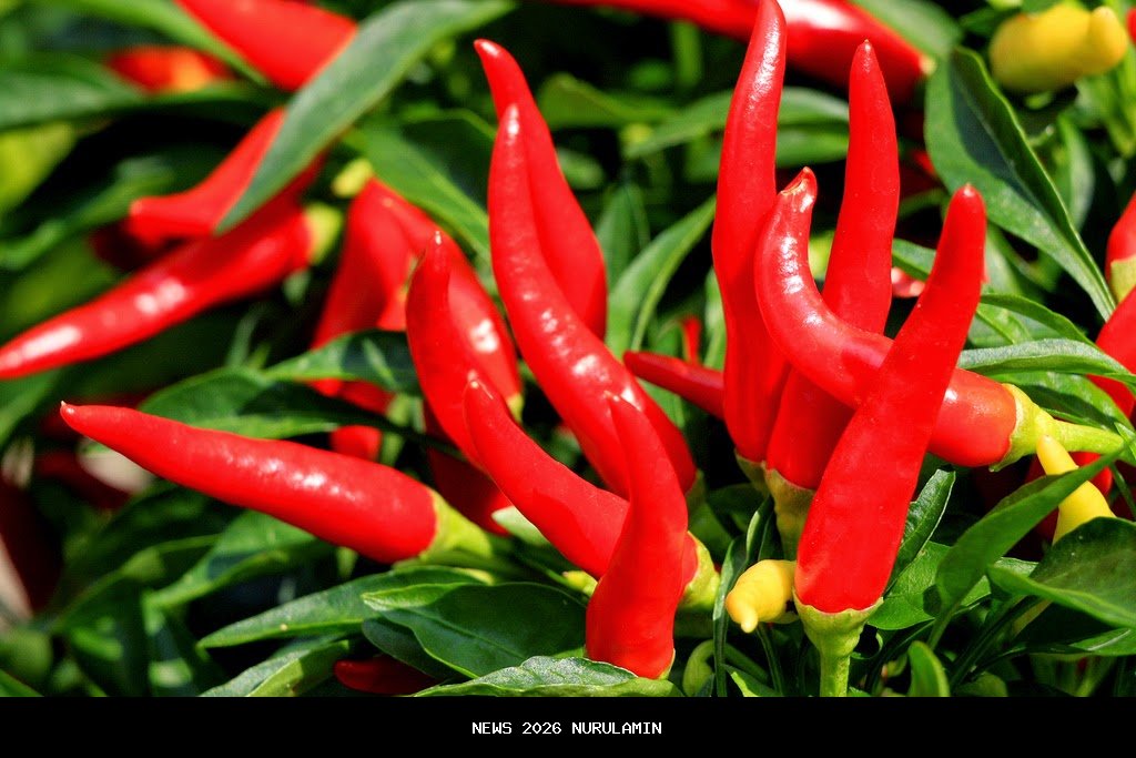 Cabai Merah Busuk Saat Hujan? Cegah dengan Tips Ini!
