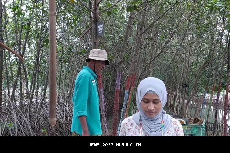 Sururi Tanam Mangrove Selama 28 Tahun untuk Hijaukan Pantai Semarang