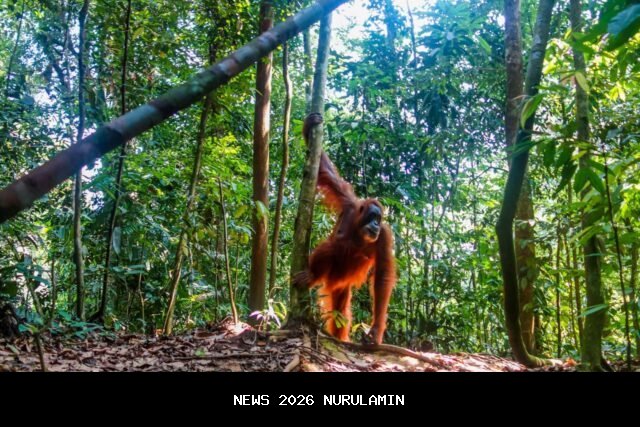 Sidak dini hari, temukan hutan lindung di Tombolo Pao digunduli