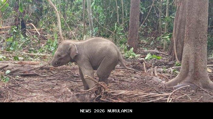 Nasib Anak Gajah di TNTN Riau, Luka Membusuk Akibat Jerat