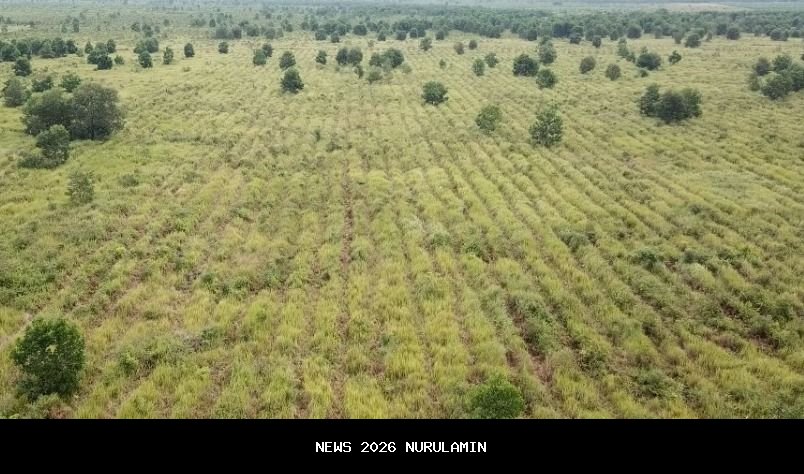 95 Persen Vegetasi Tumbuh, PetroChina Hijaukan 34 Hektare Gambut dan DAS Jambi