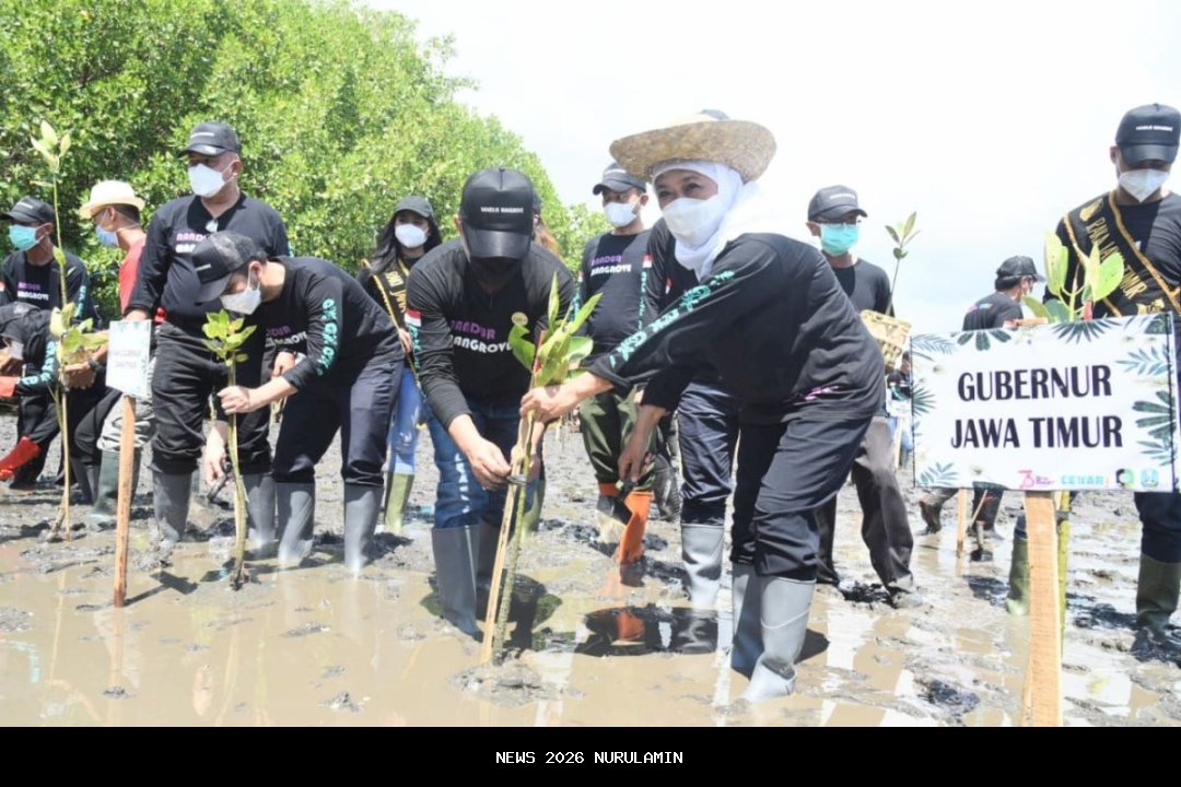 Khofifah Pimpin Penanaman Mangrove, Pramuka Jatim Jadi Pelopor Lingkungan