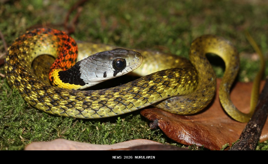 Ular Cabai Raksasa: Makhuk Berbisa yang Mengintai di Hutan Nusantara