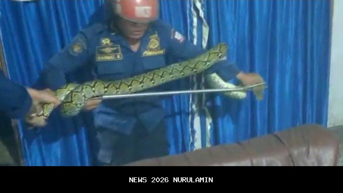 Ular piton 2 meter dievakuasi Damkar Kediri saat pemilik rumah cari ikan di malam hari