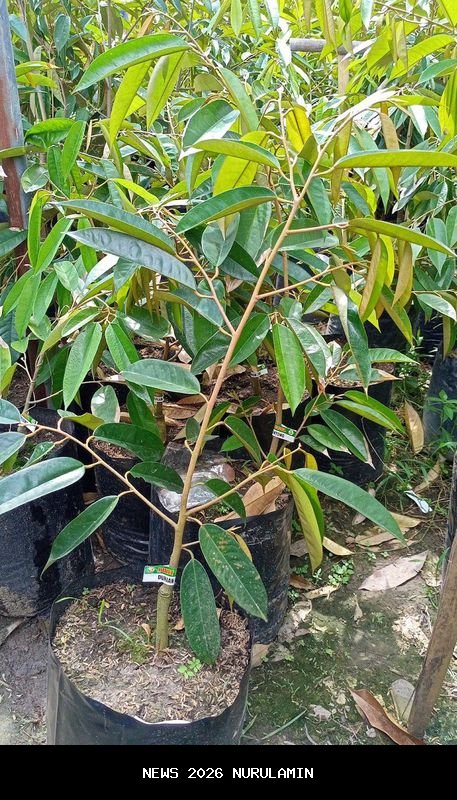 Kios Bibit Garut Tawarkan Durian Musang King, Varietas Premium untuk Dikembangkan