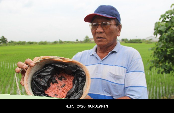 Alokasi Pupuk Tidak Seimbang! Petani Jombang Alami Kekurangan 25 Ribu Ton Pupuk Subsidi Tahun 2026
